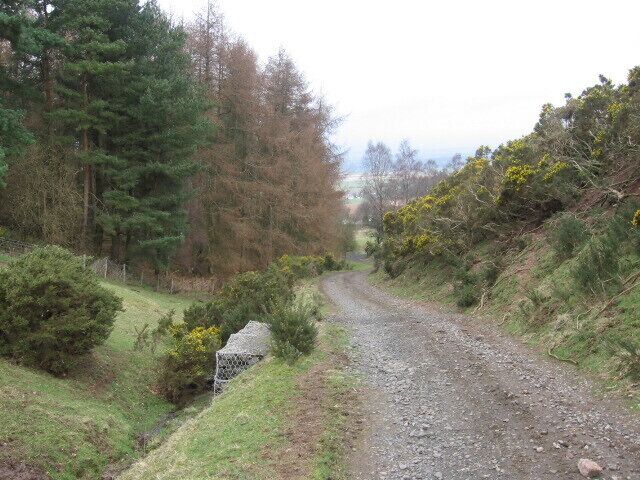 A gravel road winding through a forested area with dense trees and shrubs.