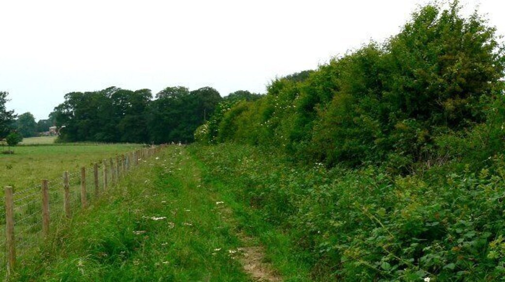 Emerging from the Wood on Houghton Moor, Houghton, East Riding of Yorkshire, England. It should be a good year for blackberry pickers