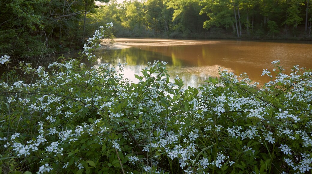 FORT MILL, SOUTH CAROLINA/UNITED STATES – APRIL 27, 2019: Flowers on the lake at Anne Springs Close Greenway in Fort Mill, South Carolina.