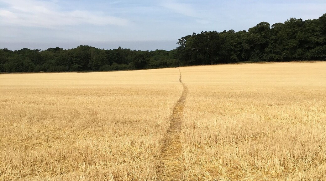 As we walk in #fieldsofgold. #norfolk #summer. Couldnt help but follow this path to beyond....
