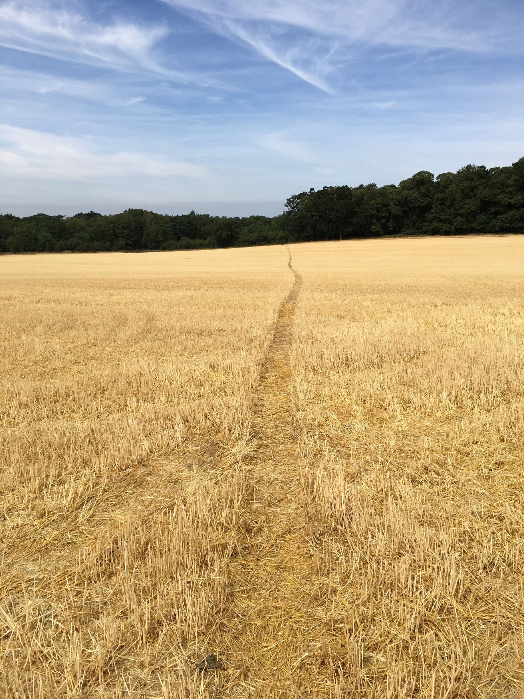 A golden wheat field with a narrow path leading through it, bordered by a dense forest under a clear sky.