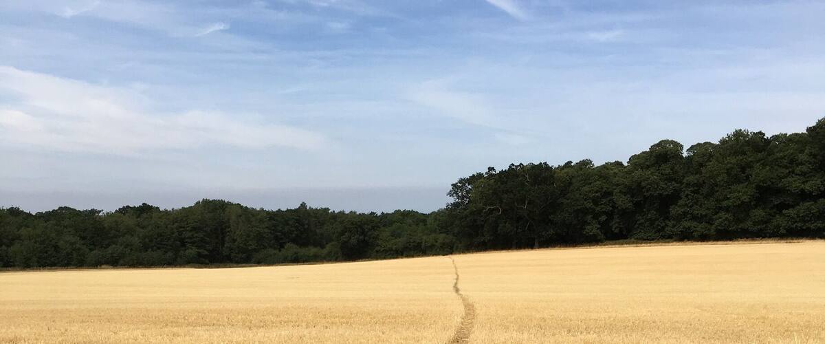 A golden wheat field with a narrow path leading through it, bordered by a dense forest under a clear sky.
