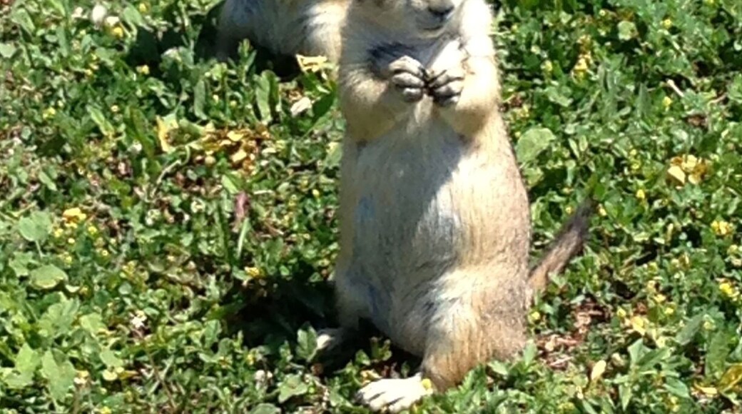 Fed the prairie dogs