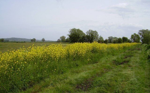 Westonzoyland Track Track Alongside King's Sedgemoor Drain