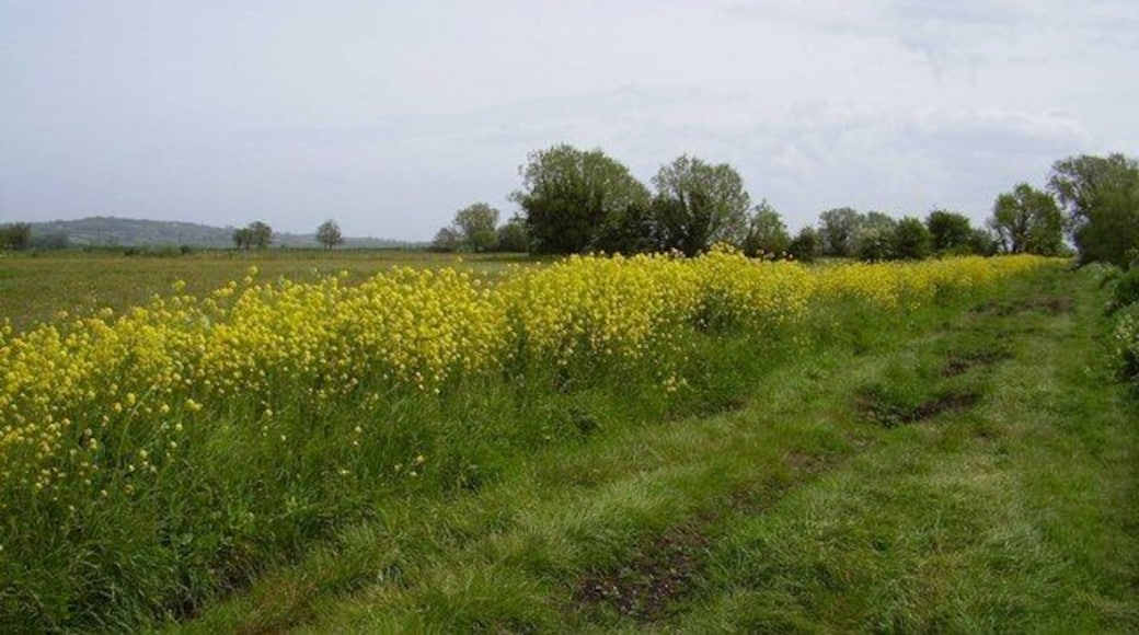 Westonzoyland Track Track Alongside King's Sedgemoor Drain