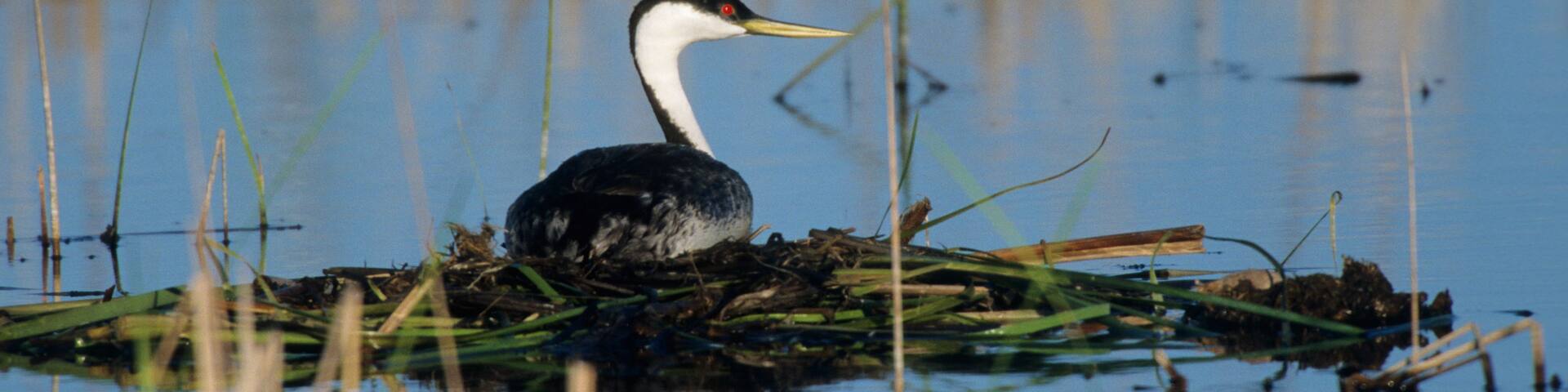 A heron standing on a nest in a marshy area with reeds and water.