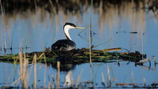 A heron standing on a nest in a marshy area with reeds and water.