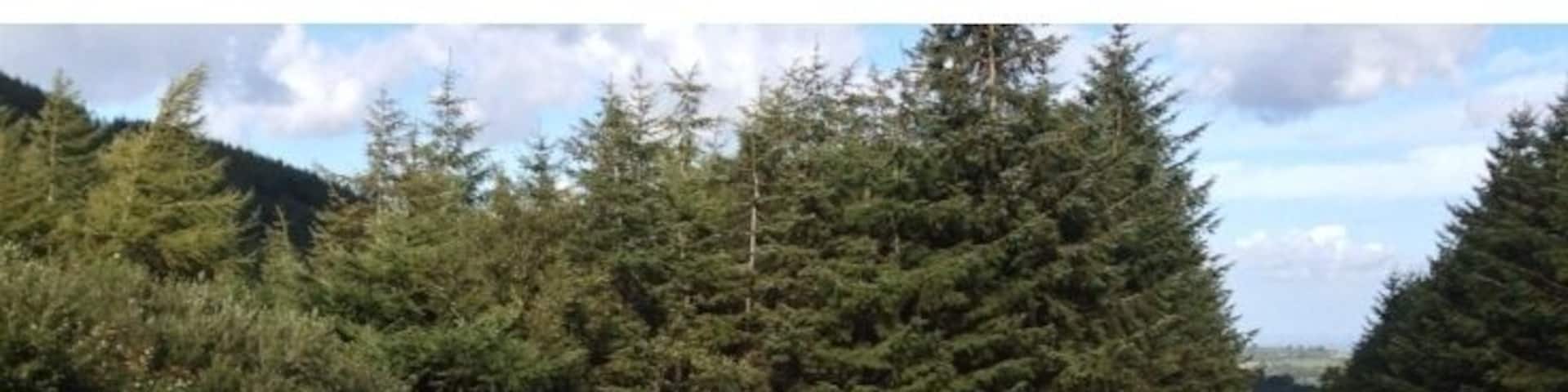 Gate near Moel Famau. I was amused by how pointless it was. No fence either side and too small for the posts. No wonder the sheep could escape!