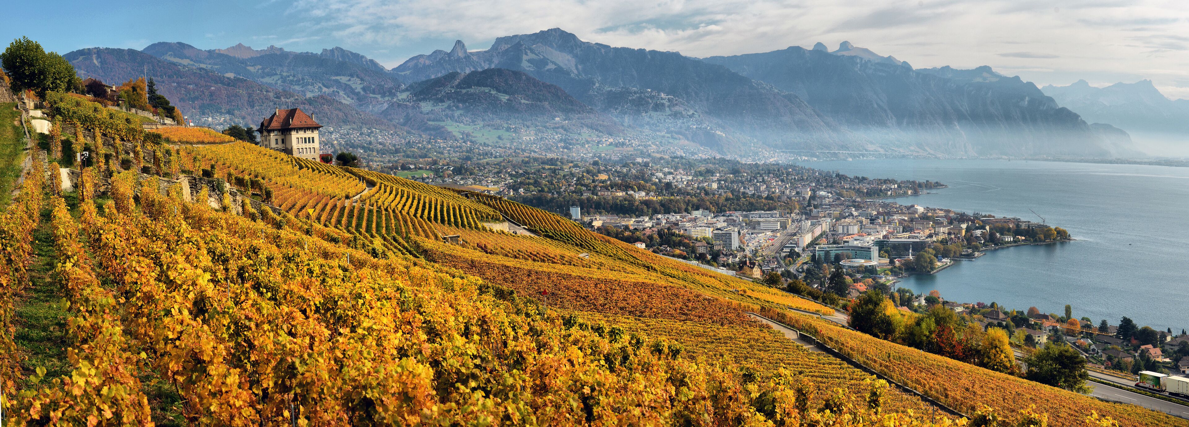 panorama of autumn vineyards in Switzerland
