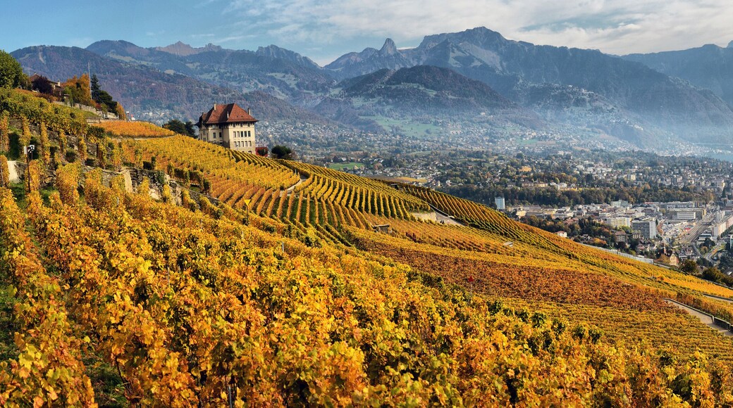 panorama of autumn vineyards in Switzerland