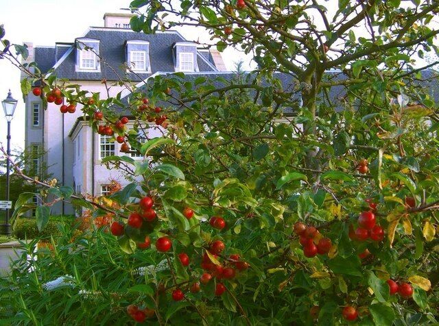 Crab Apple Tree Near to Donibristle House