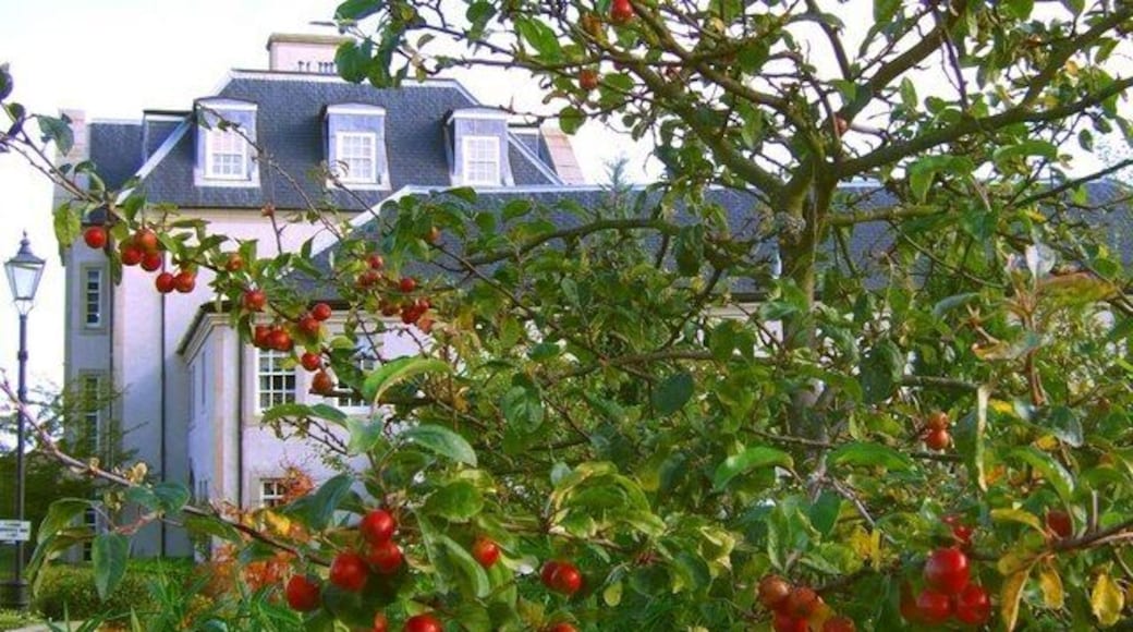 Crab Apple Tree Near to Donibristle House