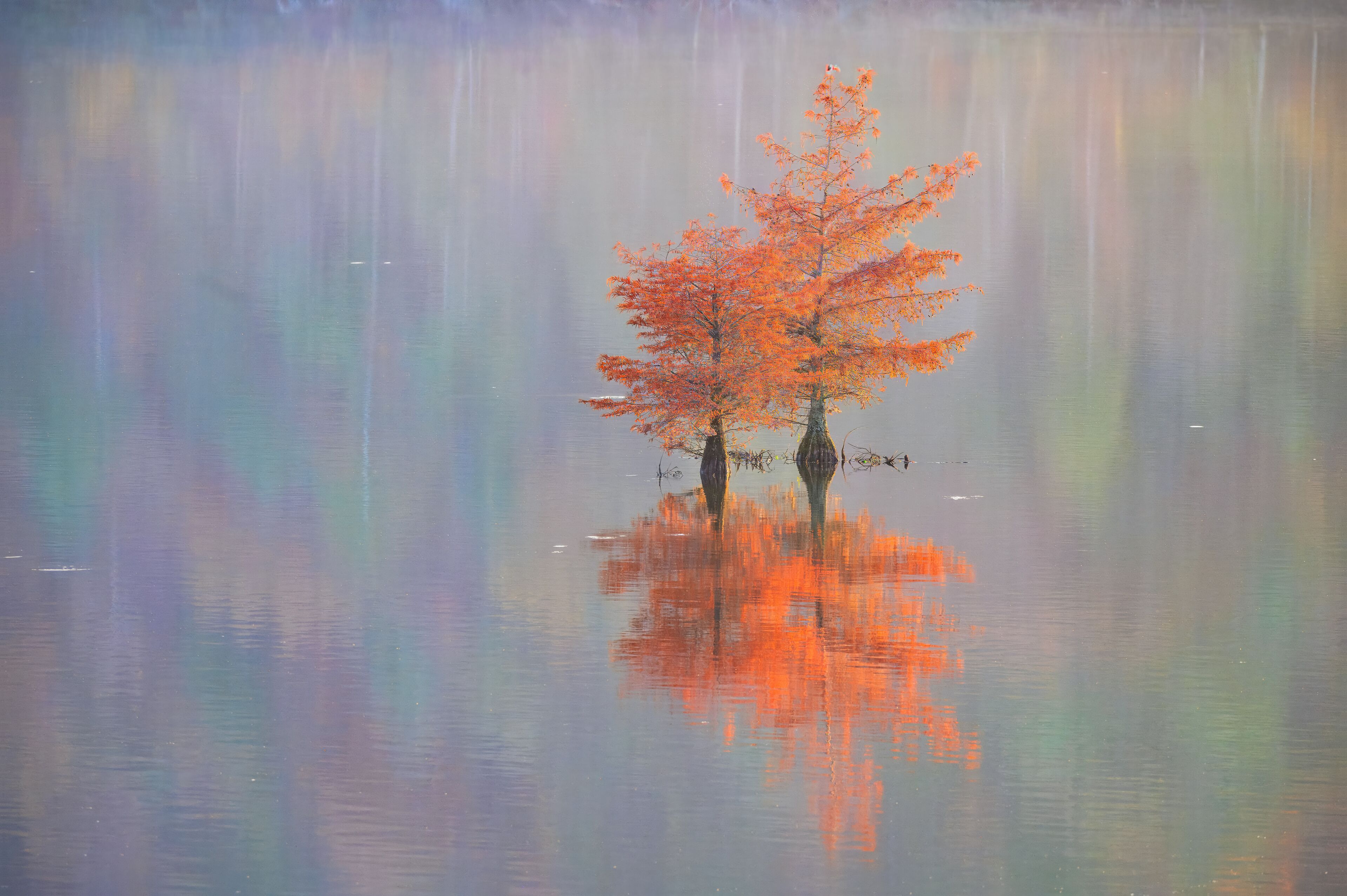 A calm lake with a single tree reflecting in the water.