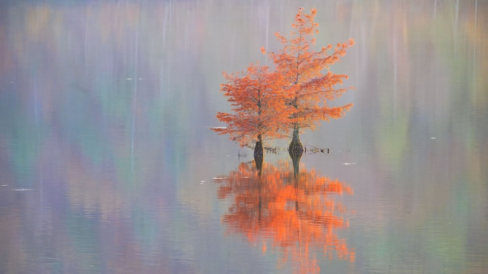 A calm lake with a single tree reflecting in the water.