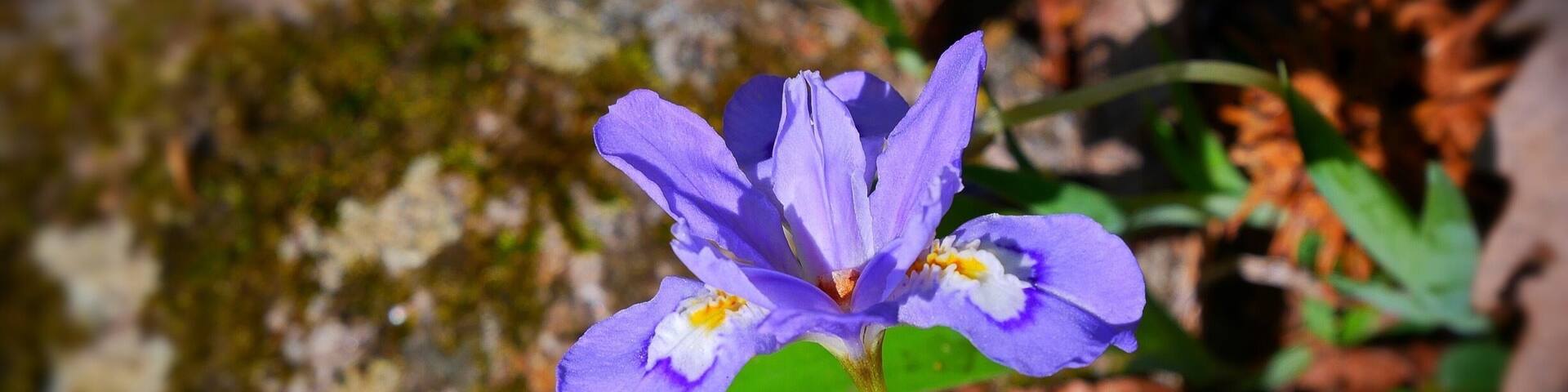 Springtime is here in the Appalachian Mountains.