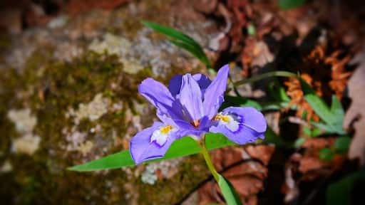 Springtime is here in the Appalachian Mountains.
