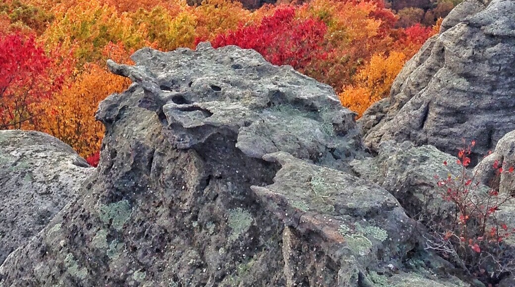 Beautiful fall colors on McCloud Mountain in Tennessee.
#Golden