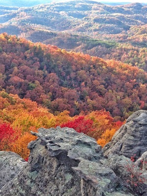 Beautiful fall colors on McCloud Mountain in Tennessee.
#Golden