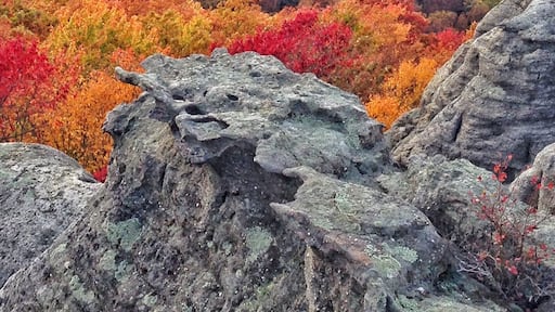 Beautiful fall colors on McCloud Mountain in Tennessee.
#Golden