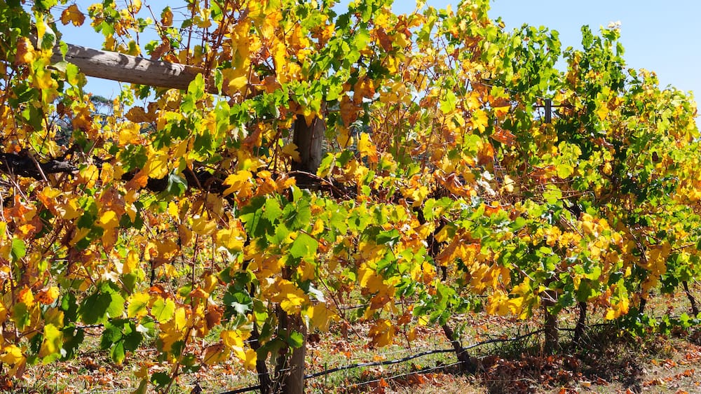Autumn in Victoria’s cool climate wine region - King Valley, Victoria, Australia