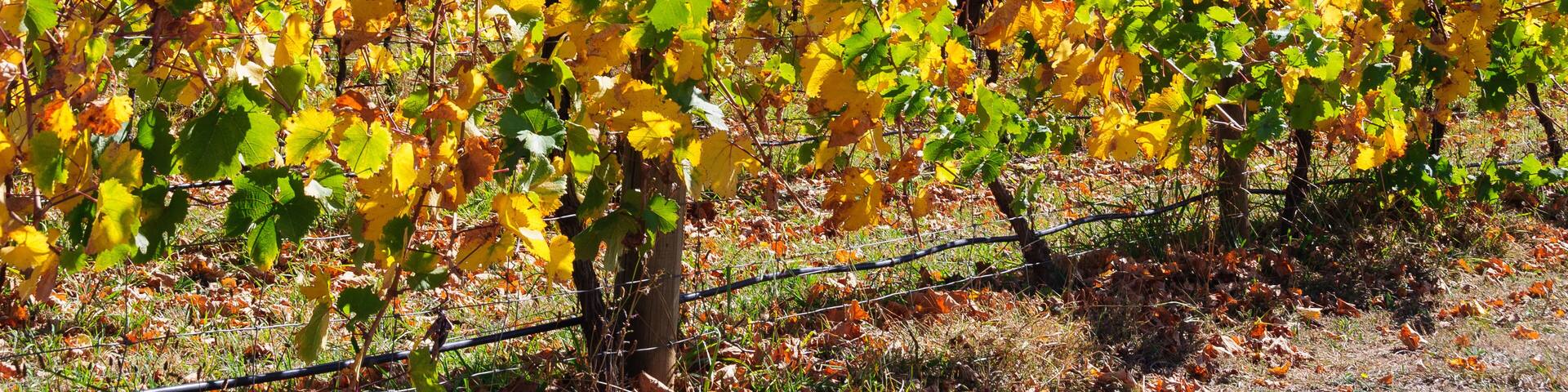 Autumn in Victoria’s cool climate wine region - King Valley, Victoria, Australia
