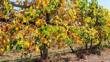 Autumn in Victoria’s cool climate wine region - King Valley, Victoria, Australia