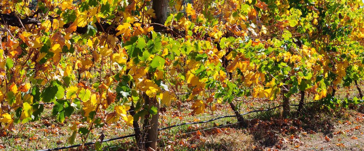 A vineyard with rows of grapevines bearing yellow and green leaves.