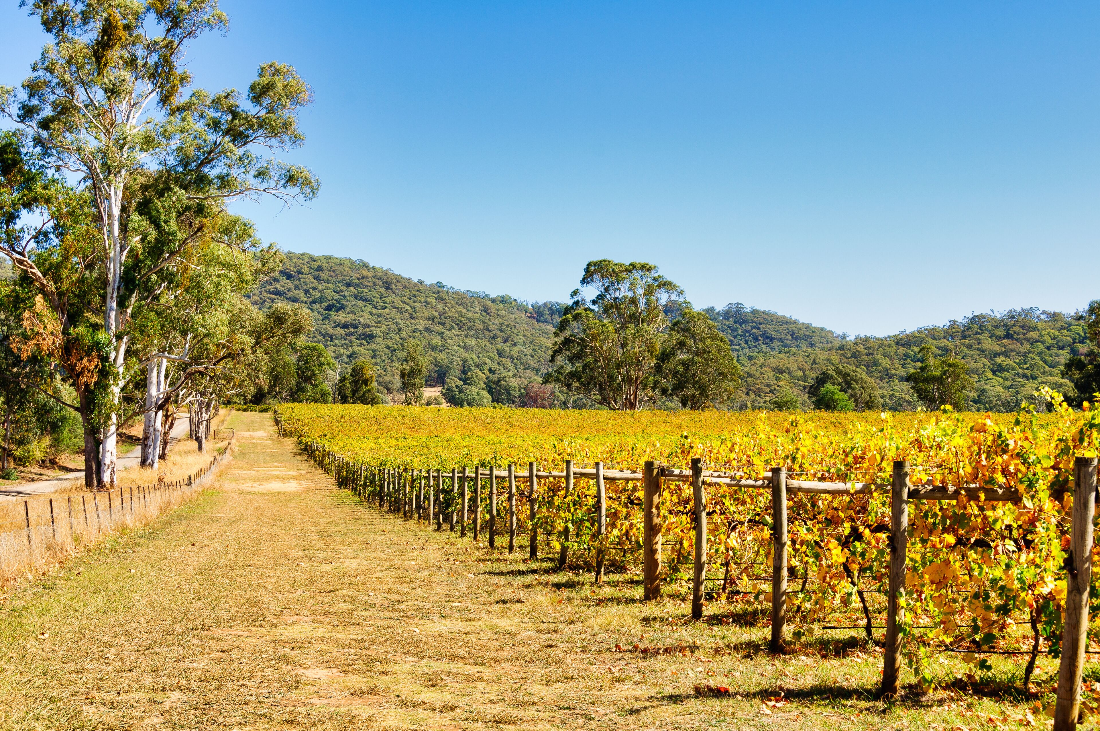King Valley