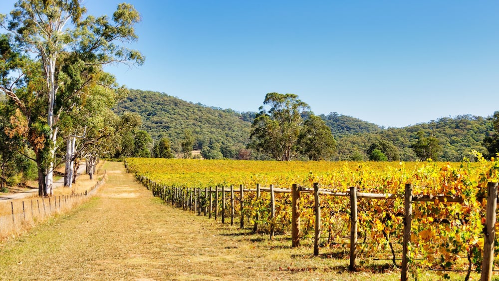 Autumn in Victoria’s cool climate wine region - King Valley, Victoria, Australia