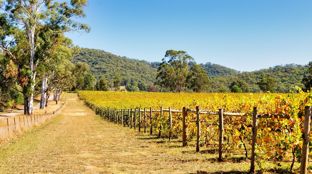 King Valley