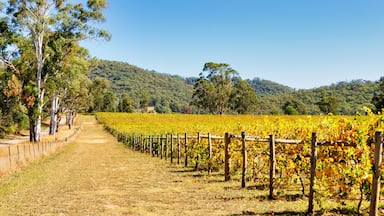 Autumn in Victoria’s cool climate wine region - King Valley, Victoria, Australia