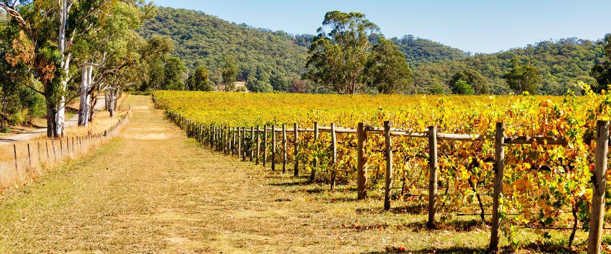 A vineyard with rows of grapevines, a dirt path, and a hilly forested background.