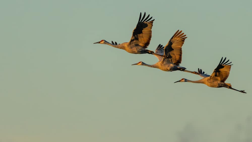 Sandhill Cranes flying over a marsh