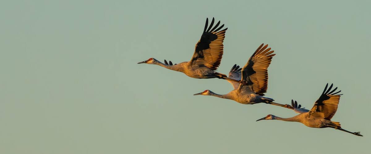 Sandhill Cranes flying over a marsh