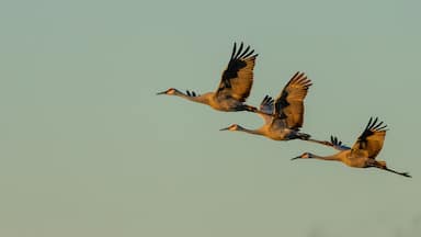 Three birds flying in formation against a clear sky.