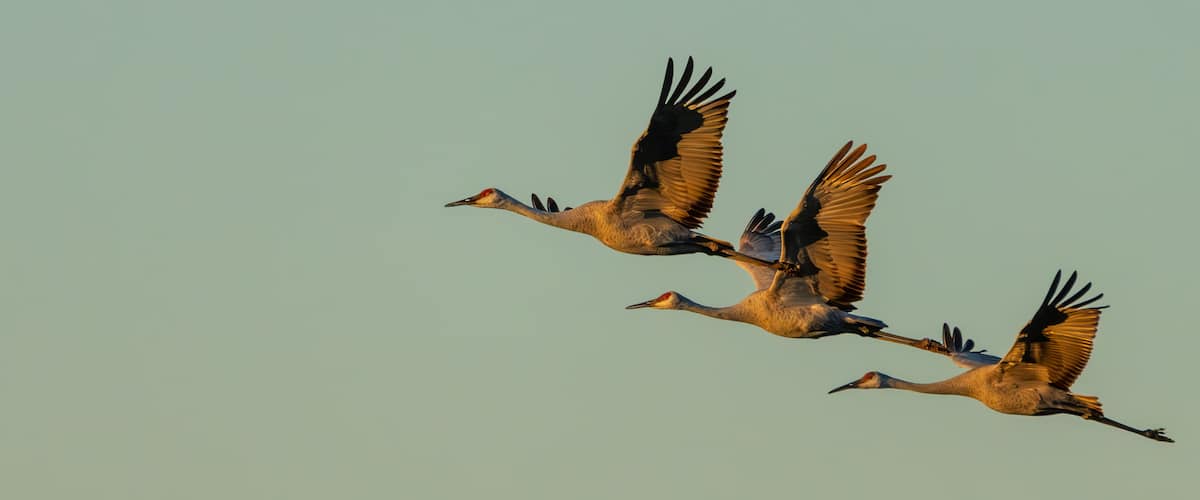 Sandhill Cranes flying over a marsh
