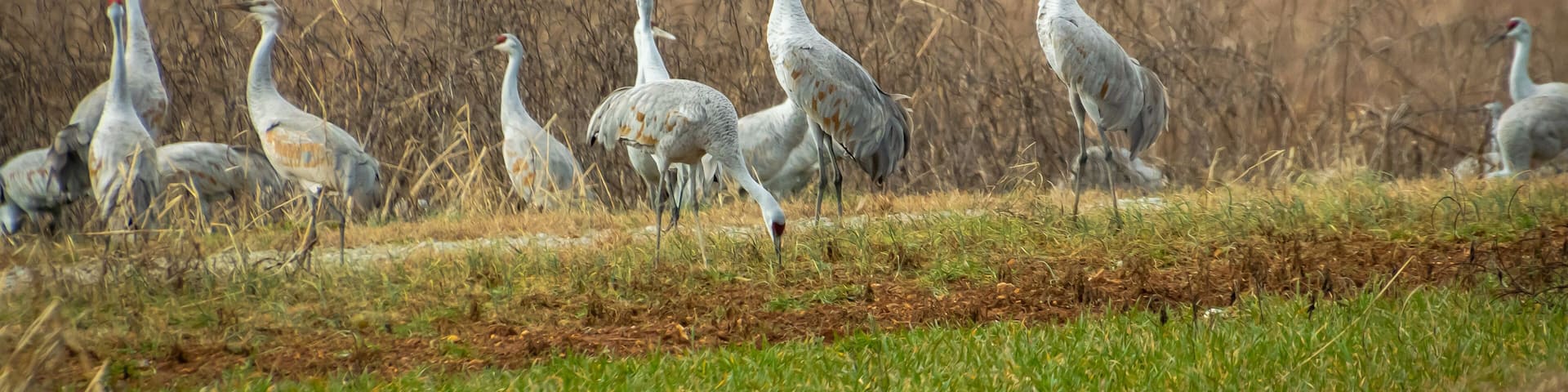 Sandhill cranes foraging in the grass at Hiwassee wildlife refuge in Birchwood Tennessee.