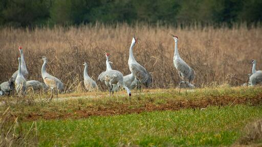 Sandhill cranes foraging in the grass at Hiwassee wildlife refuge in Birchwood Tennessee.