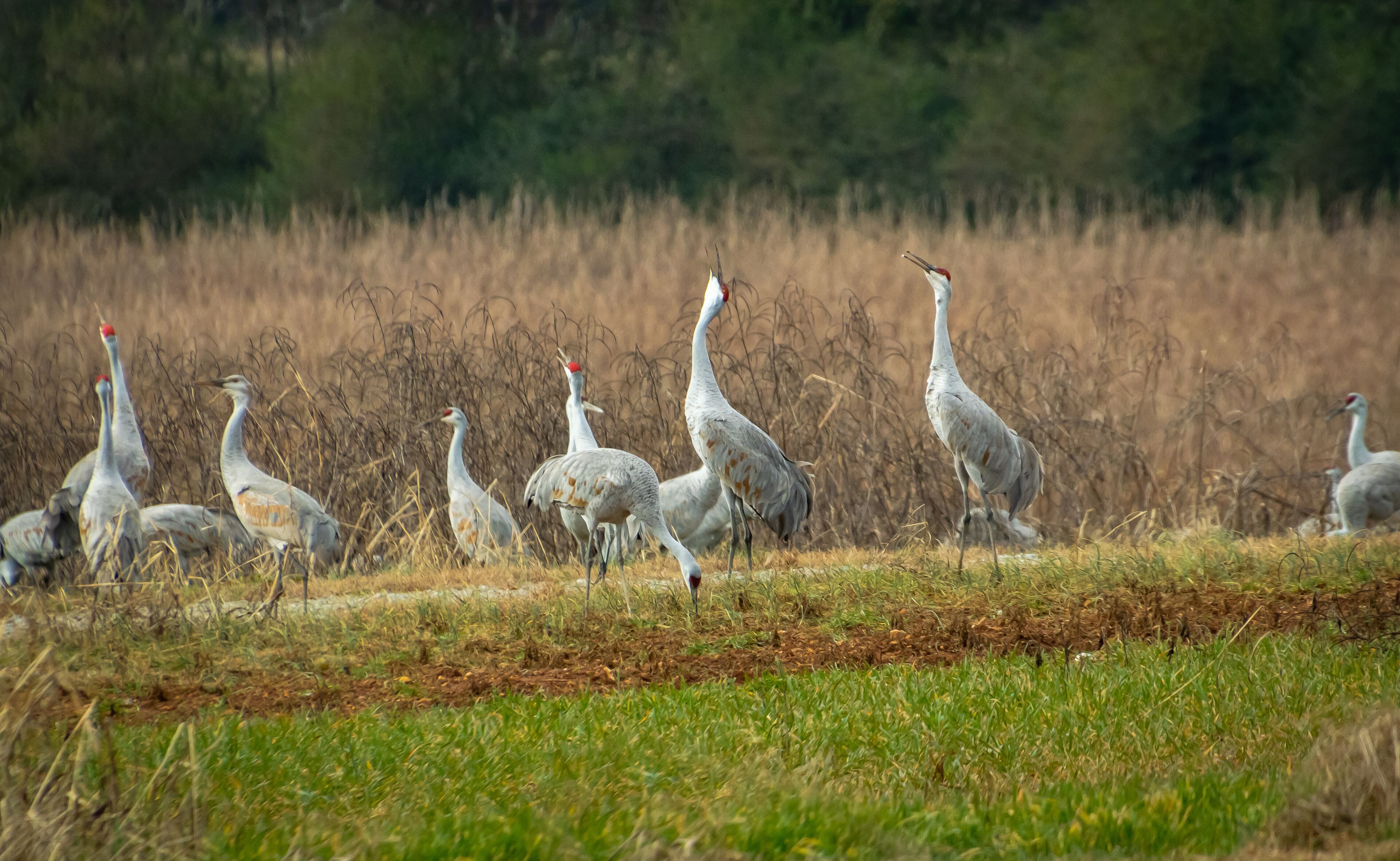 A group of birds in a grassy field with dry vegetation in the background.