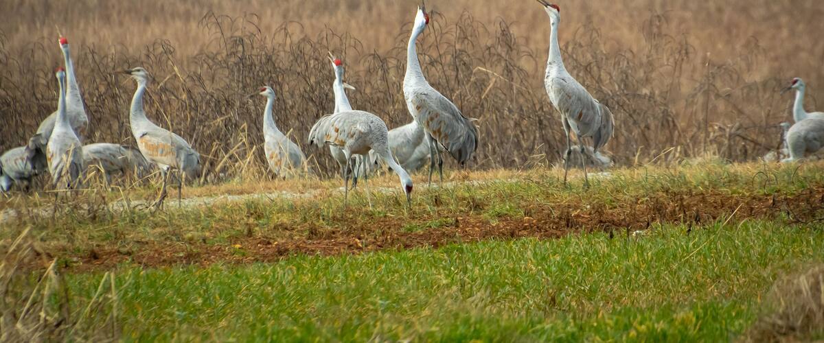 A group of birds in a grassy field with dry vegetation in the background.