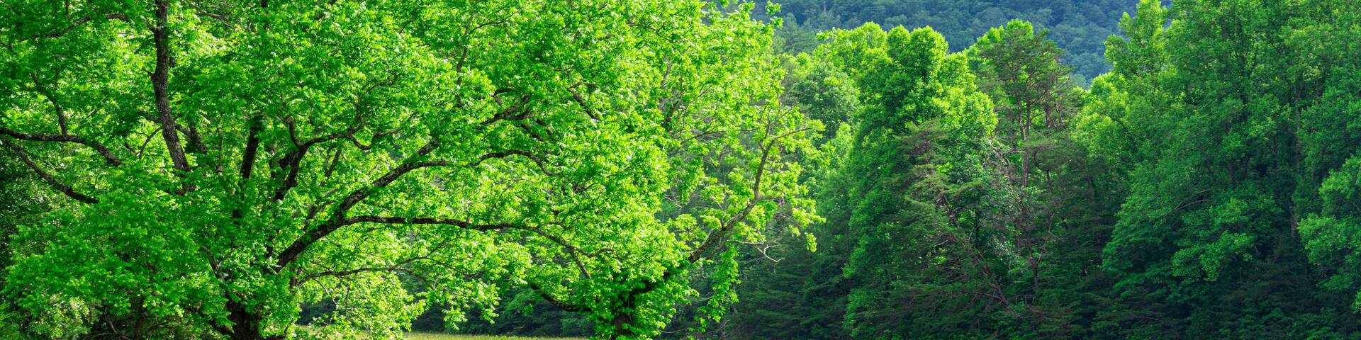 A lush green field with two prominent trees in the foreground and a mountain range in the background.
