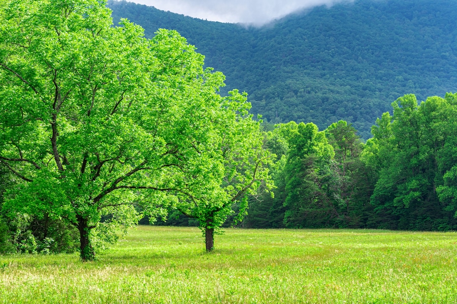 Un champ verdoyant et luxuriant, avec deux arbres imposants au premier plan et une chaîne de montagnes en arrière-plan.