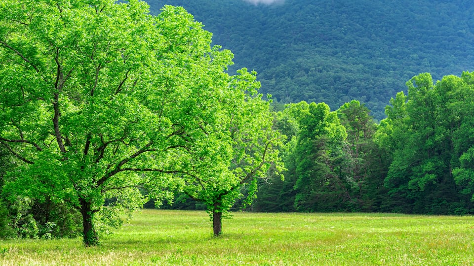 A lush green field with two prominent trees in the foreground and a mountain range in the background.