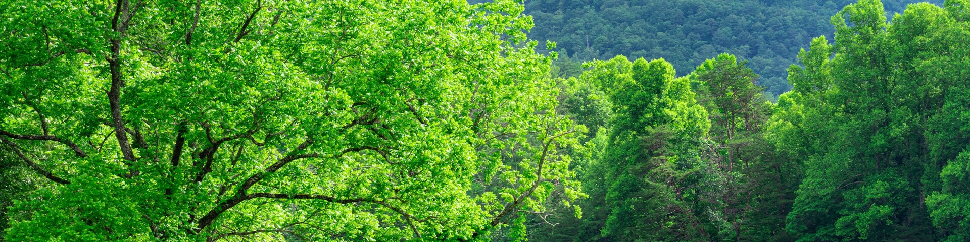 Un campo verde y exuberante con dos árboles destacados en primer plano y una cadena montañosa al fondo.