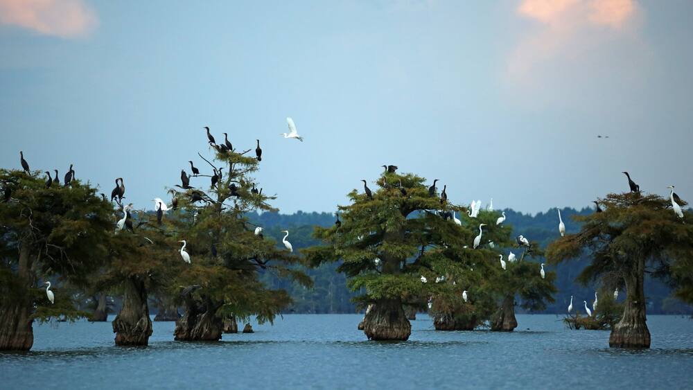 Un lac bordé d’arbres et peuplé d’oiseaux.