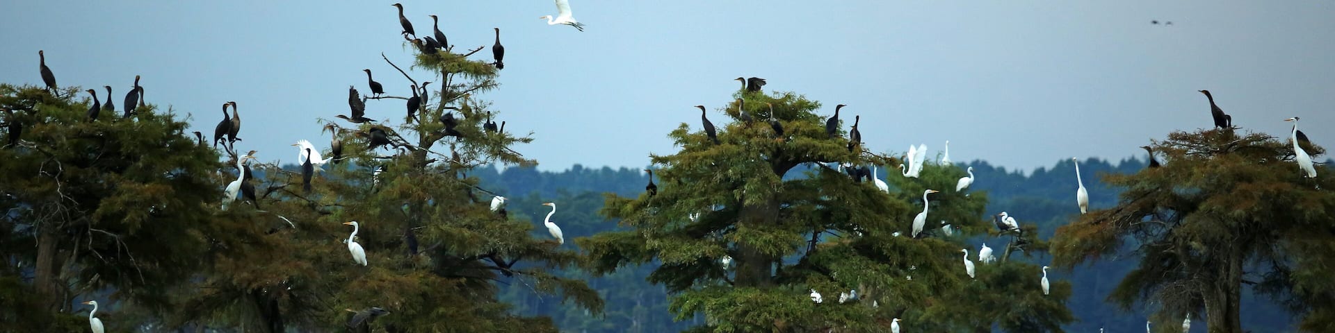 A lake with trees and birds.