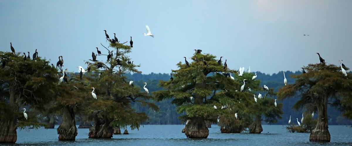 A lake with trees and birds.
