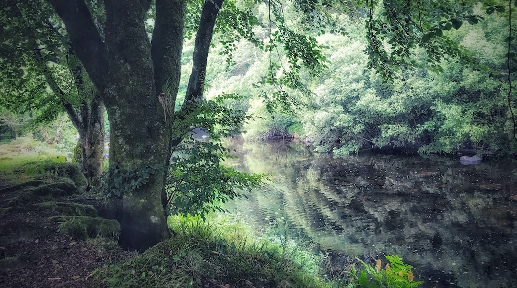 Spitchwich and the River Dart, tranquil and mystical.
