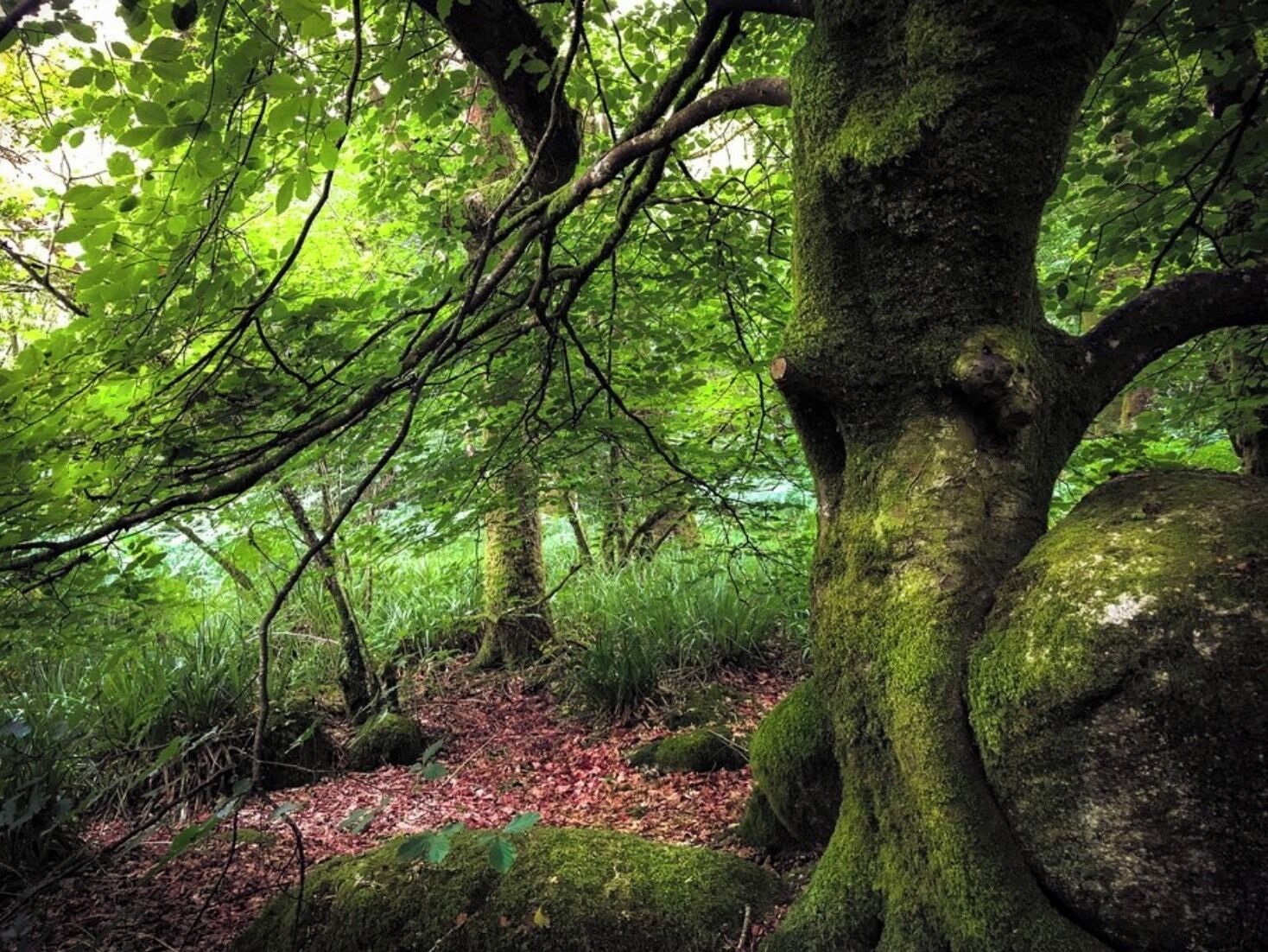 Ancient woodland on the Dart River