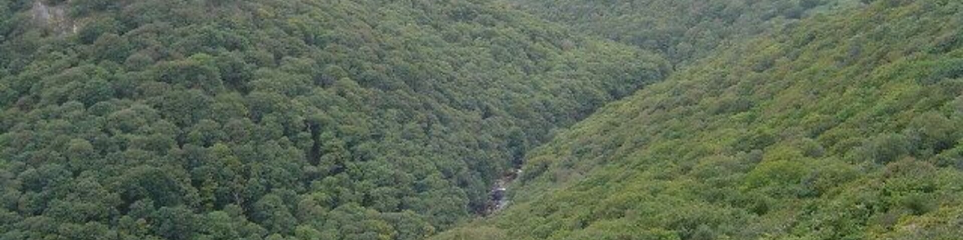 River Dart valley from Dr Blackall's Drive. View looking north-west from Dr Blackall's Drive (part of the Two Moors Way) over the deeply incised, wooded, river valley of the Dart. The slopes of Mel Tor are to the right and those of Bench Tor to the left.